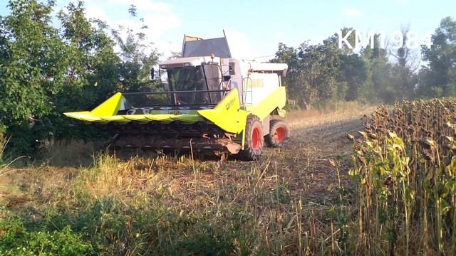 Claas Lexion 460 αλώνισμα ηλιόσπορου Καστανιές Ορεστιάδας Έβρου 19.8.2022