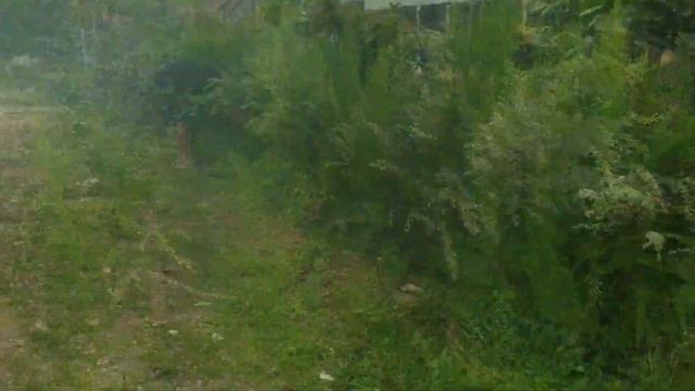 tanaman pagar | pohon adas hutan | kebun minimalis | minimarket segarku смотреть онлайн