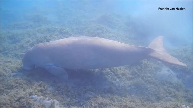 2017-03-16 Snorkelen Bij Aurora Bay Resort Marsa Alam Egypte Doejong (Zeekoe)