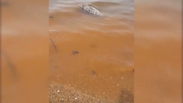 DEITA.RU Ларгу вынесло на популярный пляж Владивостока смотреть онлайн