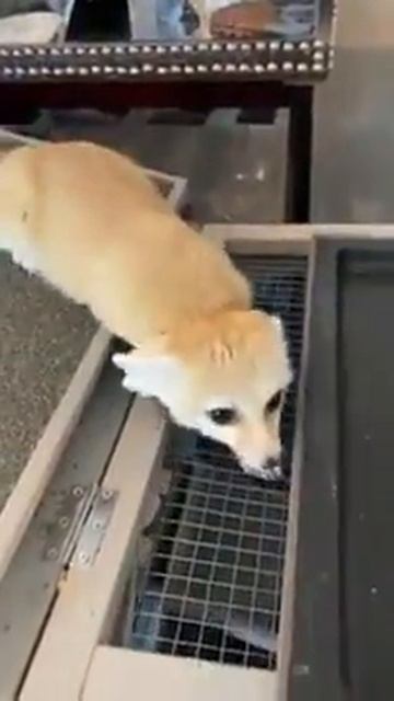 The crazy noises of a fennec fox!! смотреть онлайн