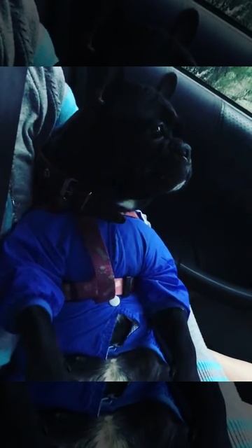 Французский бульдог Никуша спит в машине 🚗 смотреть онлайн