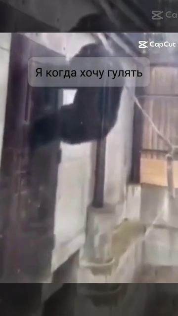 Я когда хочу гулять смотреть онлайн
