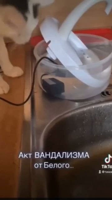 Фонтан поилка для кошек. OZON. Артикул: 606668695 смотреть онлайн