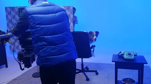 Собаки для съемок и мероприятий. Dogs for films. Kinoanimals смотреть онлайн