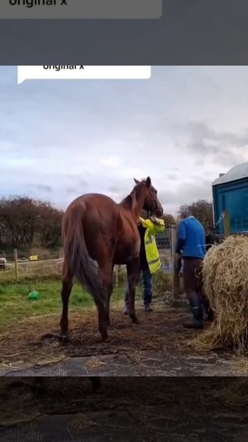 Лягнула лошадь(видео из интернета)😱😱😱 смотреть онлайн
