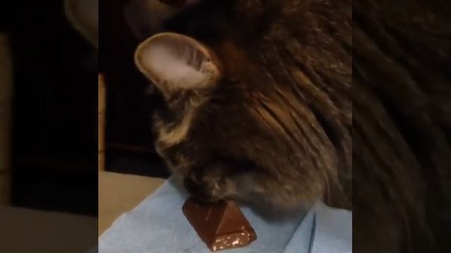 Кот ест шоколад смотреть онлайн