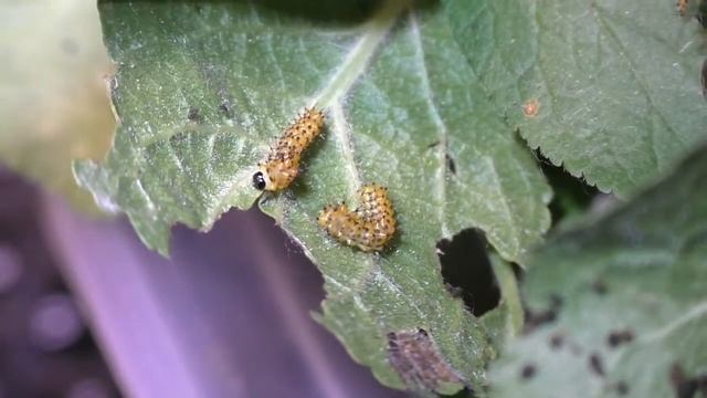 Гусеницы Артемид собрались линять на второй возраст. смотреть онлайн