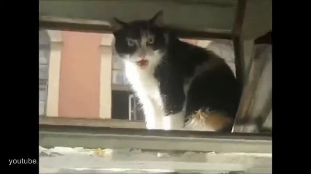 Самое прикольное видео Зловещий кот OMG Cat_(new). смотреть онлайн