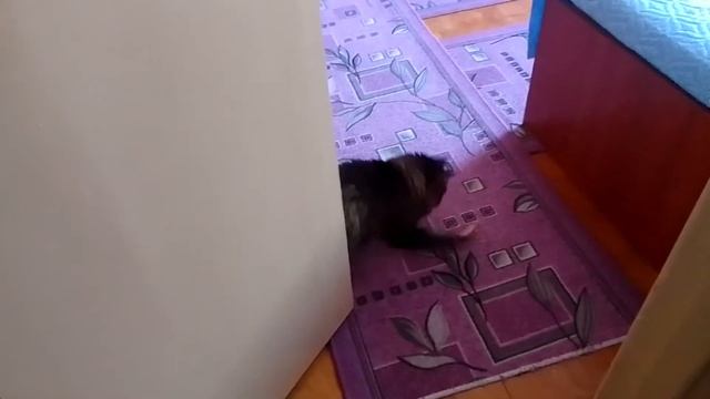 Кот Марс. Бой с колбасой и после съедает.