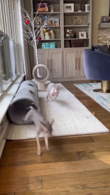 Funny playful cats 🤣 #shorts #shorts30 смотреть онлайн