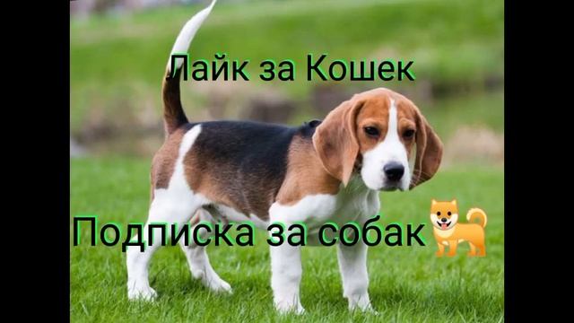 Лайк за Кошек, 😼 и подписка за собак 🐕 смотреть онлайн