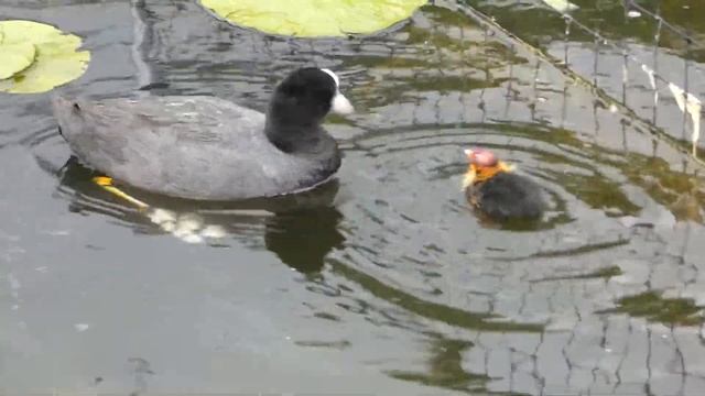 Coot family in the Italian Garden fountain смотреть онлайн