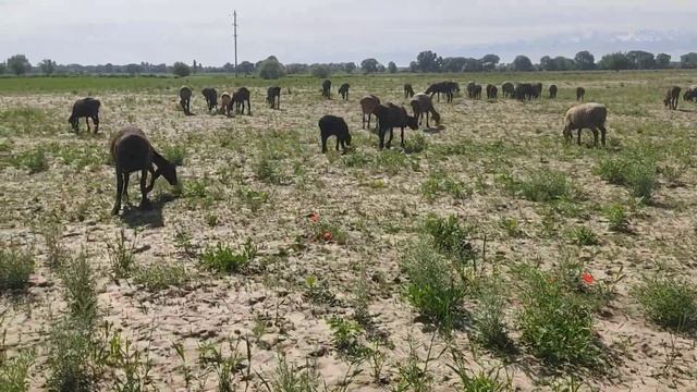 (1022) пастбища рядом со своим полем смотреть онлайн
