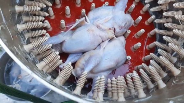 Перепела. Забой/ Перосъёмная машина