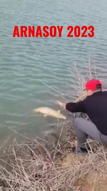 03.2023Прислали наши подписчики #сазан #bestfishing #баликови #baliqovi #fishingvideos #fishing смотреть онлайн