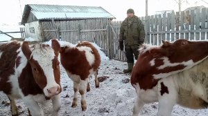 Продали быка на мясо/Лучший результат в нашем хозяйстве