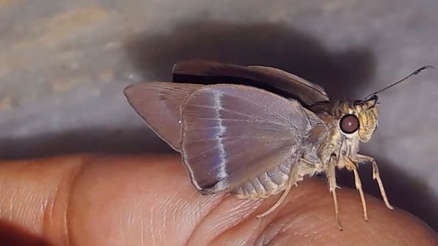 Life Cycle of Common Banded Awl смотреть онлайн
