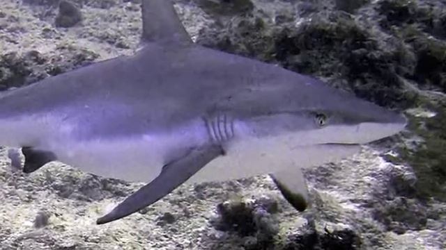Sharks смотреть онлайн