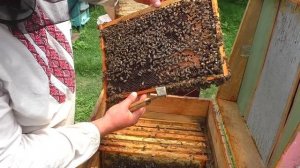 ОТВОДОК ПЧЁЛ! Как собрать отводок из разных семей? Как сделать простой отводок?