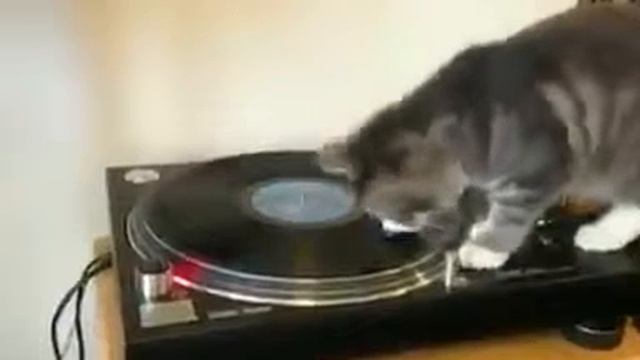 Кот-диджей / Cat DJ смотреть онлайн