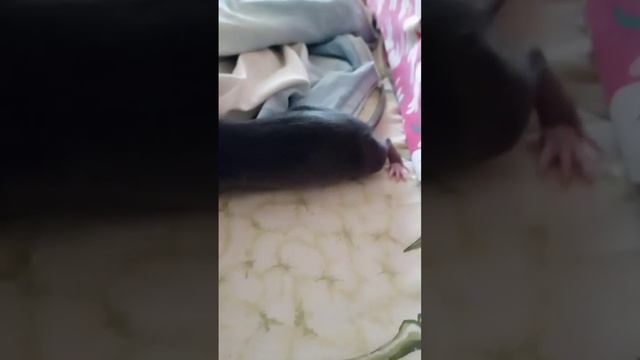 мы приручаем Алису😍🥰😘 смотреть онлайн