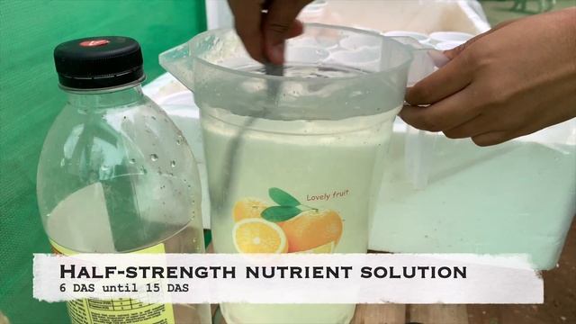 Ep11 - How I Plant Lettuces in Hydroponics Kratky Method | Step by Step Process | Cavite Philippine смотреть онлайн