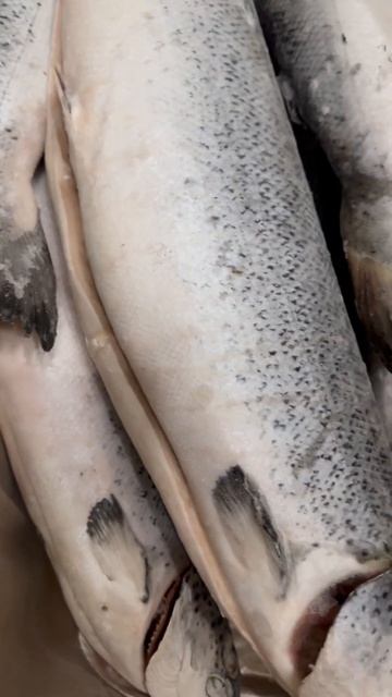 Сёмга Premium Чили сухой заморозки размерный ряд 3,4,5,6,7 кг #икраоптом #fish #salmon #нск54 смотреть онлайн