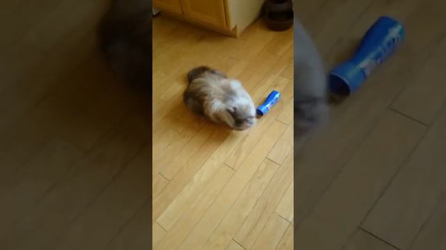 Cat opends can of cat treats. Кот открывает банку с вкусняшками. смотреть онлайн