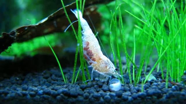 Золотой кристалл с икрой смотреть онлайн