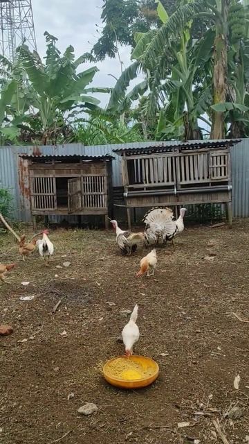 Kandang Ayam Jadi Aman Dari Biawak Palak Hitam Kalau Ada Ini смотреть онлайн