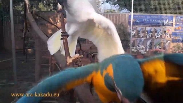 76 - Ara hyacintový Oskar a kakadu palmový Max - Hyacinth macaw and palm cockatoo смотреть онлайн