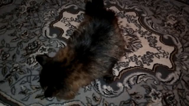 Кот  Марс. Перекусил. Ждёт нечто.