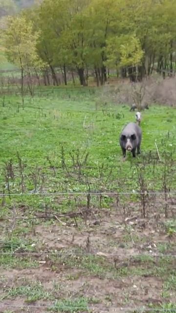 Наше хазяйство 😉 смотреть онлайн