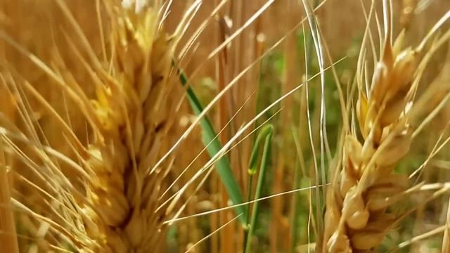 САМВЕЛ АДАМЯН КТО КРАСИВЫЙ В КУПАЛЬНИКЕ. МАМКА ОБМАНУЛА С ПРОДАЖЕЙ КОШЕЛЬКА смотреть онлайн