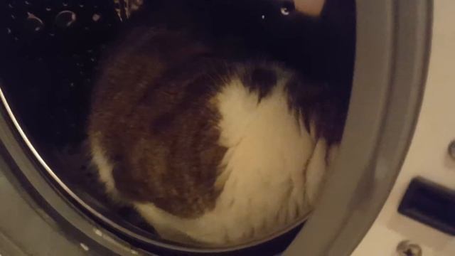 Котик Карлуша в стиральной машинке. смотреть онлайн