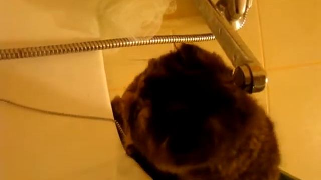 котенок учится пить смотреть онлайн