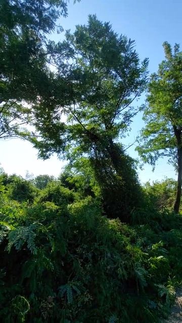 Краснодар расчистка участка, спил дерева 89128429912 смотреть онлайн