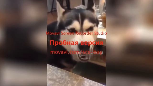 Смешное видео ржал пол часа