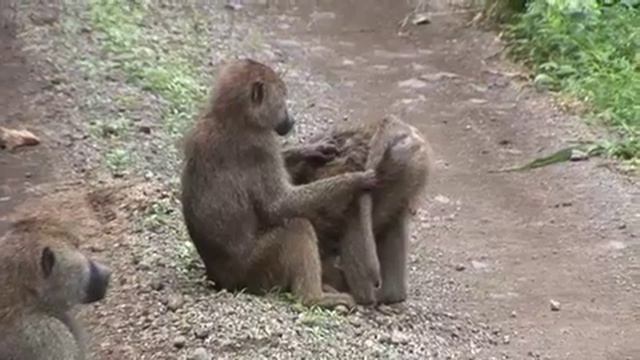 Journeys in Africa Season 1 - Arusha (Full Episode) смотреть онлайн