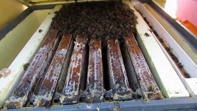 как зимует на воле в феврале пчелы переведенные на ячейку 4,9 мм , 4.02.2025 смотреть онлайн