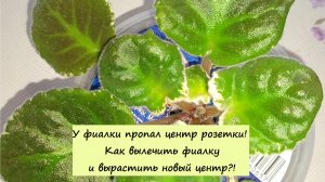 У фиалки пропал центр розетки! Как вылечить фиалку и вырастить новый центр!