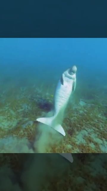 يتشقلب هذا الأطوم المرح ليحك ظهره بقاع البحر الأحمر قبل أن يصعد إلى السطح #البحر #حيوانات #shorts смотреть онлайн