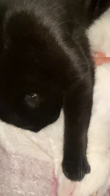 Ограничили свободу #️⃣😾 смотреть онлайн