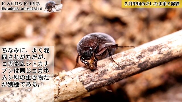 そんなの食べるの？悪気なくつぶらな瞳で食事中【ヒメビロウドコガネ】 смотреть онлайн