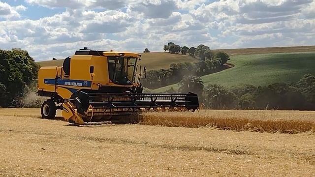New holland TC 5.90 e TC 5090 colheita do trigo 2021 смотреть онлайн