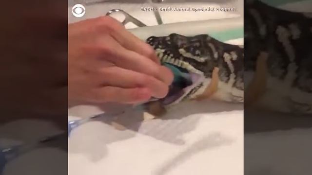 OMG Snake Endoscope #shorts #youtubeshorts #snake #doctor #viral #breakingnews смотреть онлайн