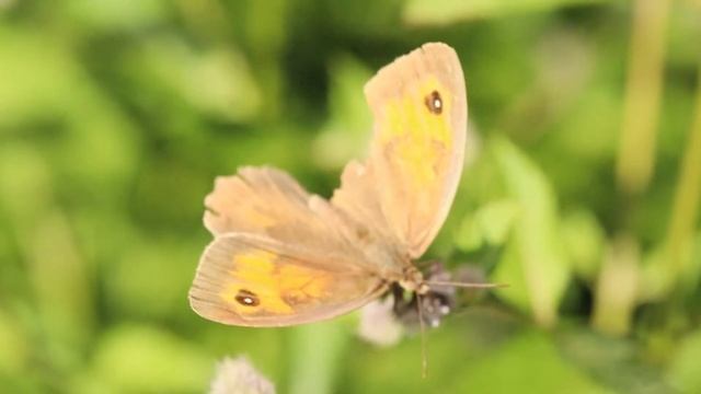 TraumzeitHof - 4 - 5 - Butterflies - Großes Ochsenauge смотреть онлайн