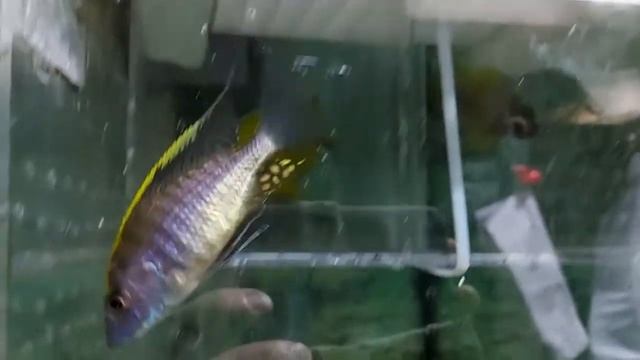 Aulonocara maylandi....9-11cm....金頭馬蘭迪孔雀 смотреть онлайн