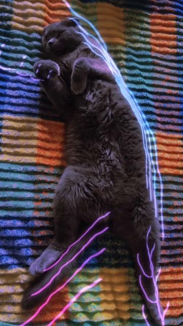 🔴КОТ СМОКИ🔴 смотреть онлайн